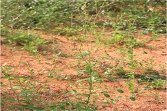 Alysicarpus heyneanus